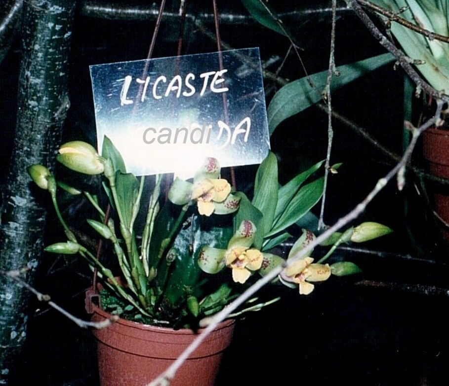Lycaste candida
