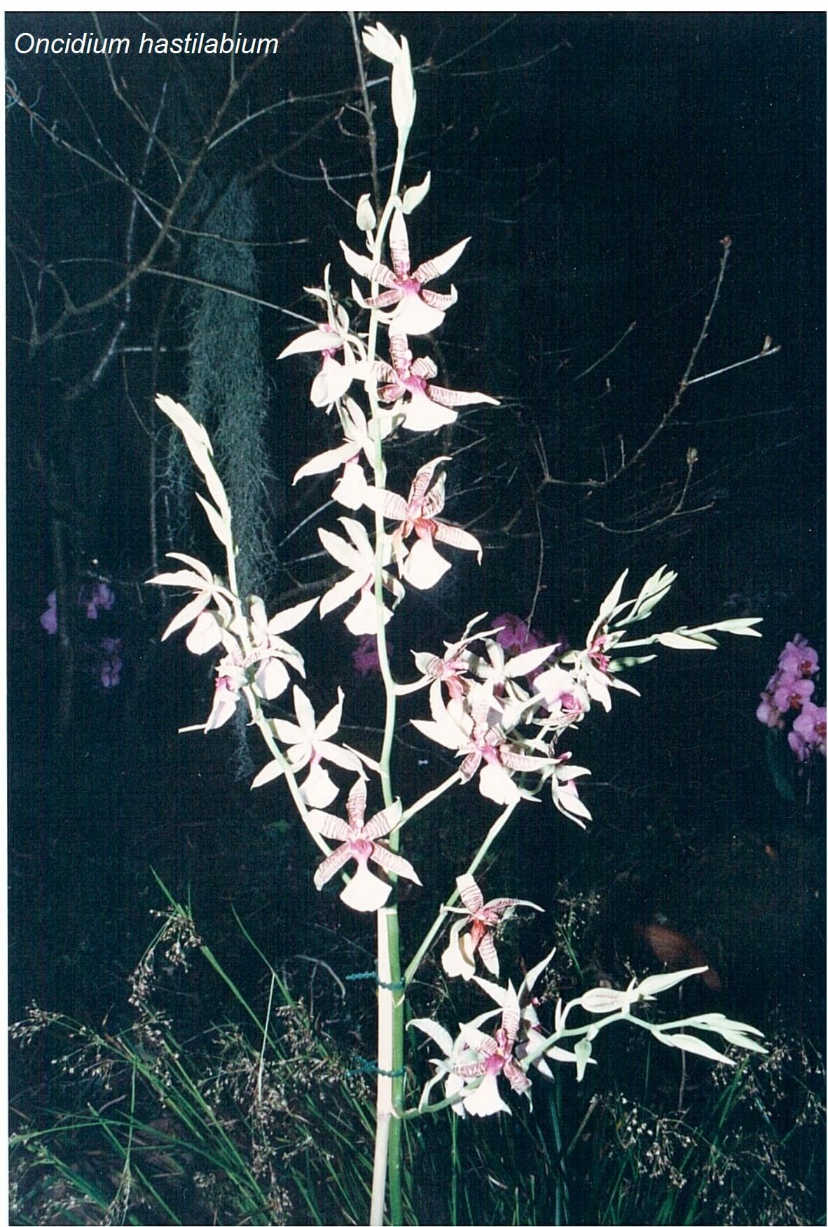 Oncidium hastilabium