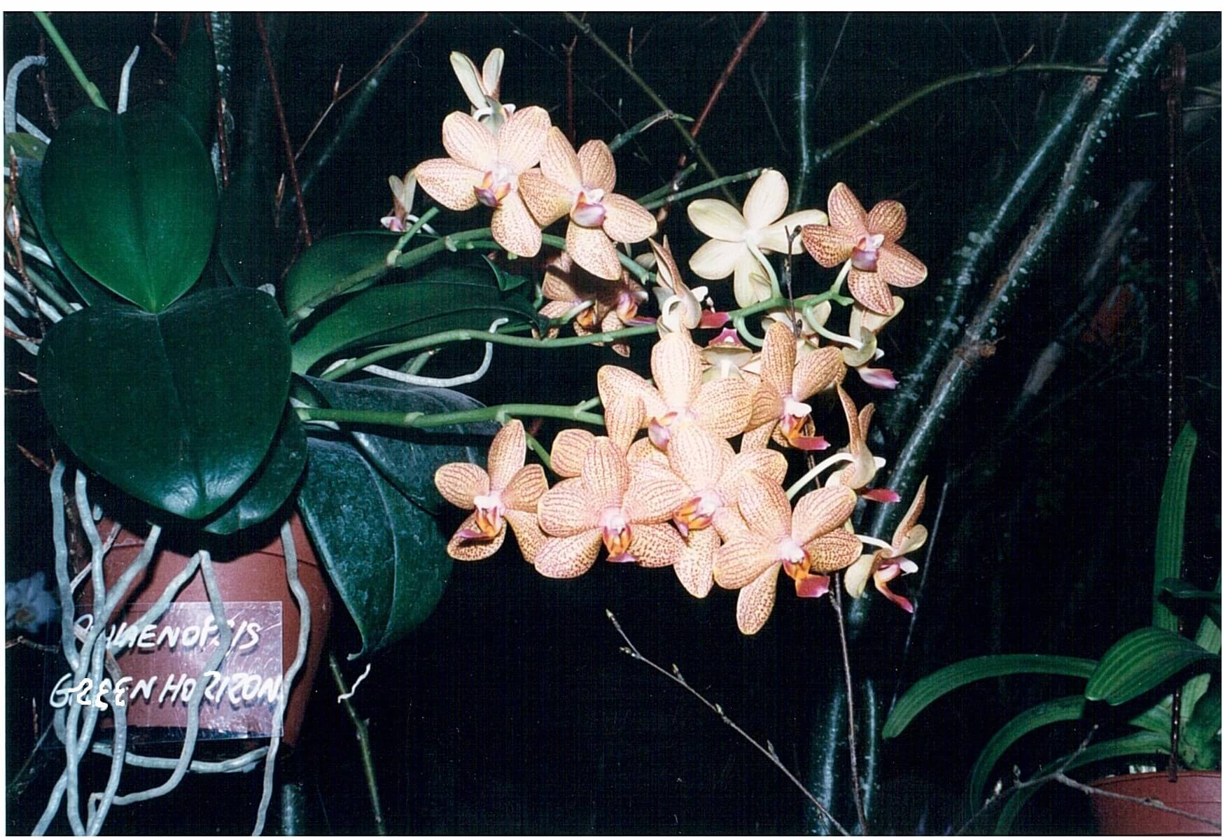 Phalaenopsis Golden Horizon