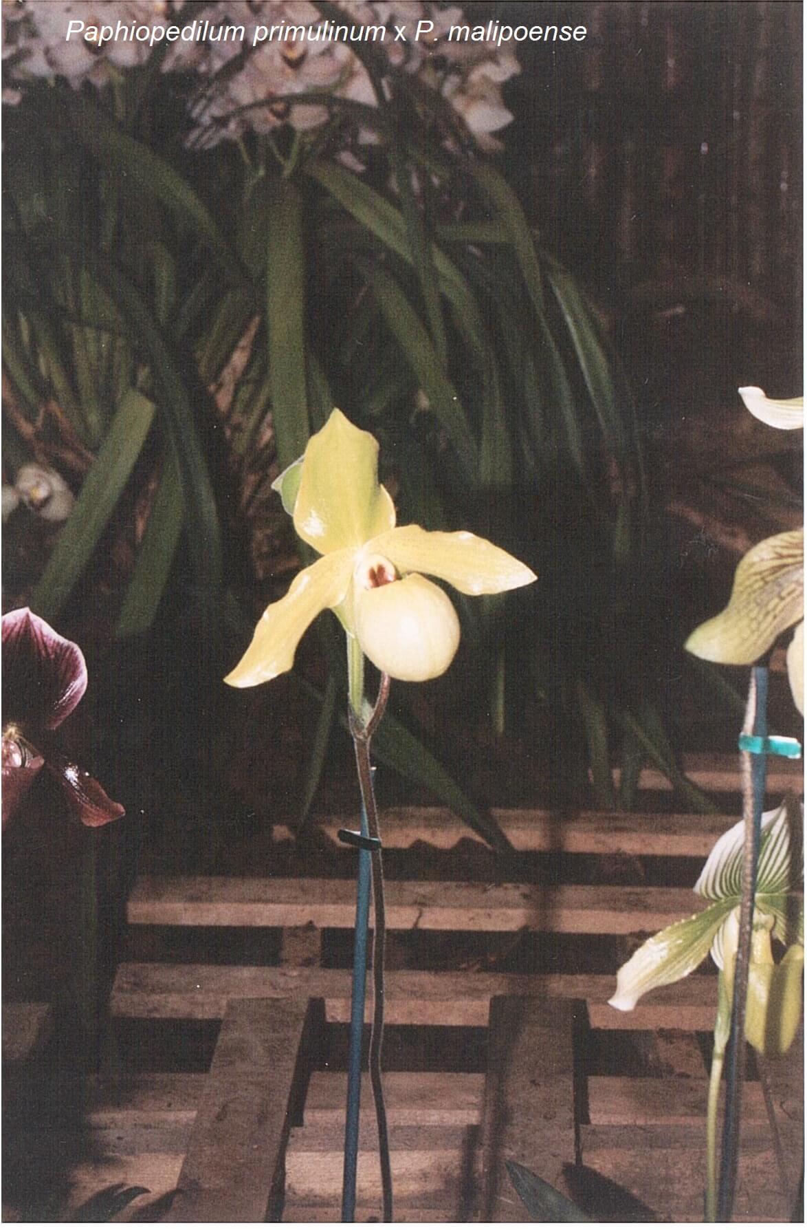 Paphiopedilum malipoensex Paphiopedilum primulinum