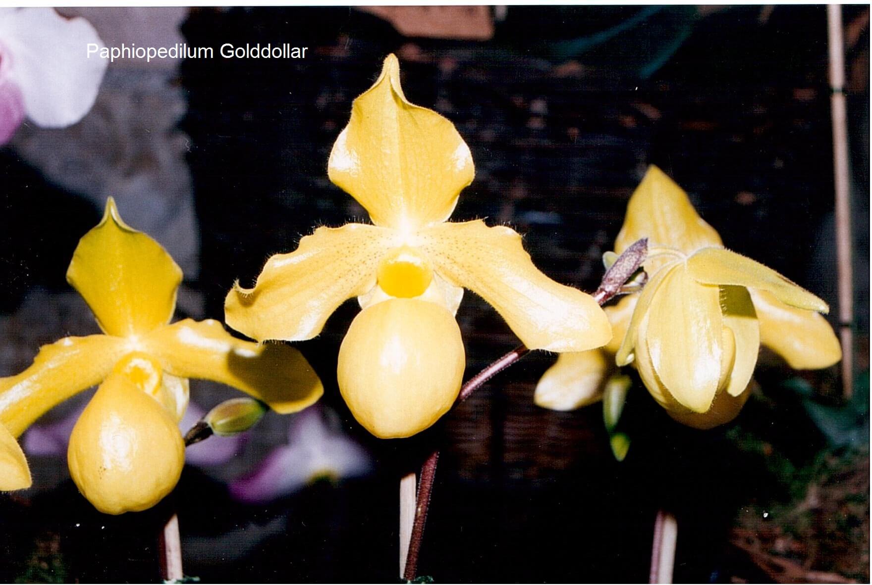 Paphiopedilum Golddollar