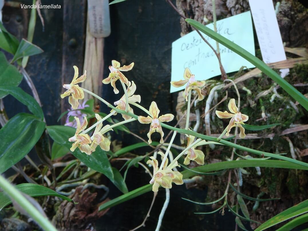 Vanda lamellata
