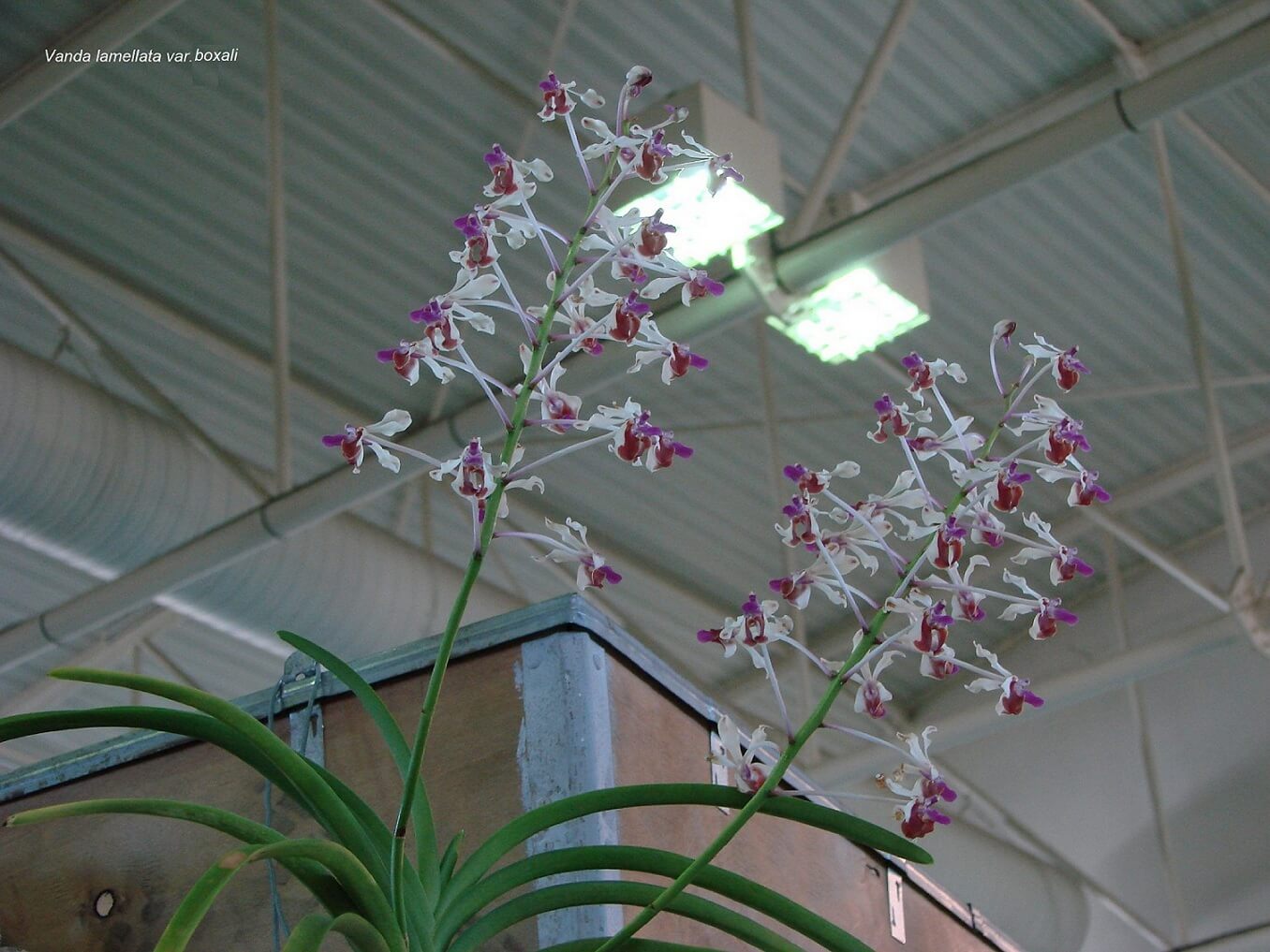 Vanda lamellata var.boxali