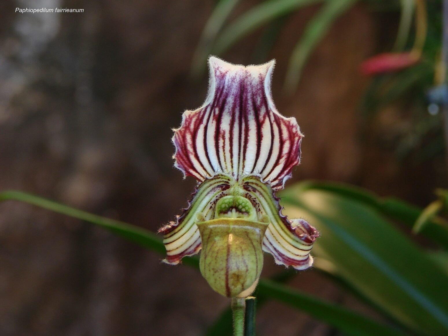 Paphiopedilum fairrieanum