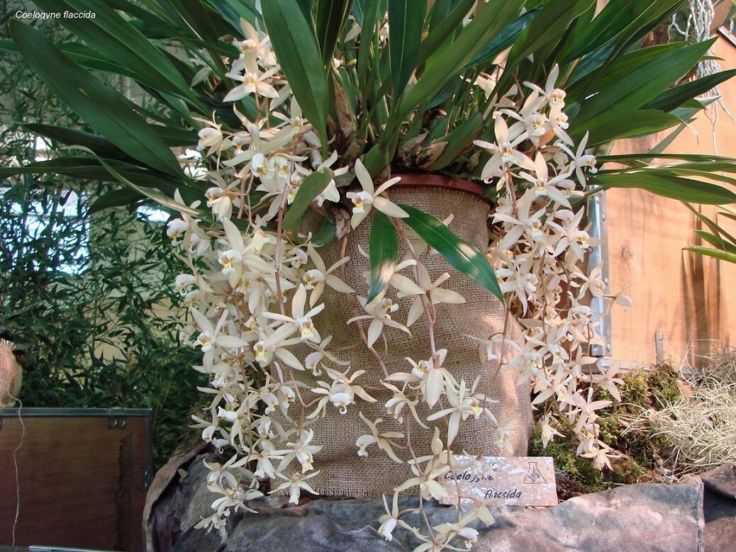 Coelogyne flaccida