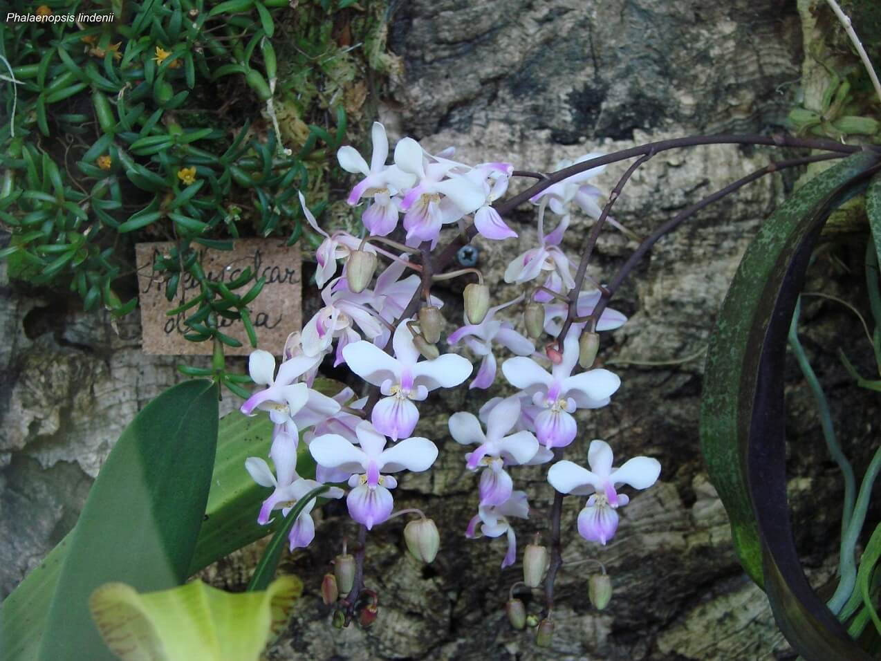 Phalaenopsis lindenii
