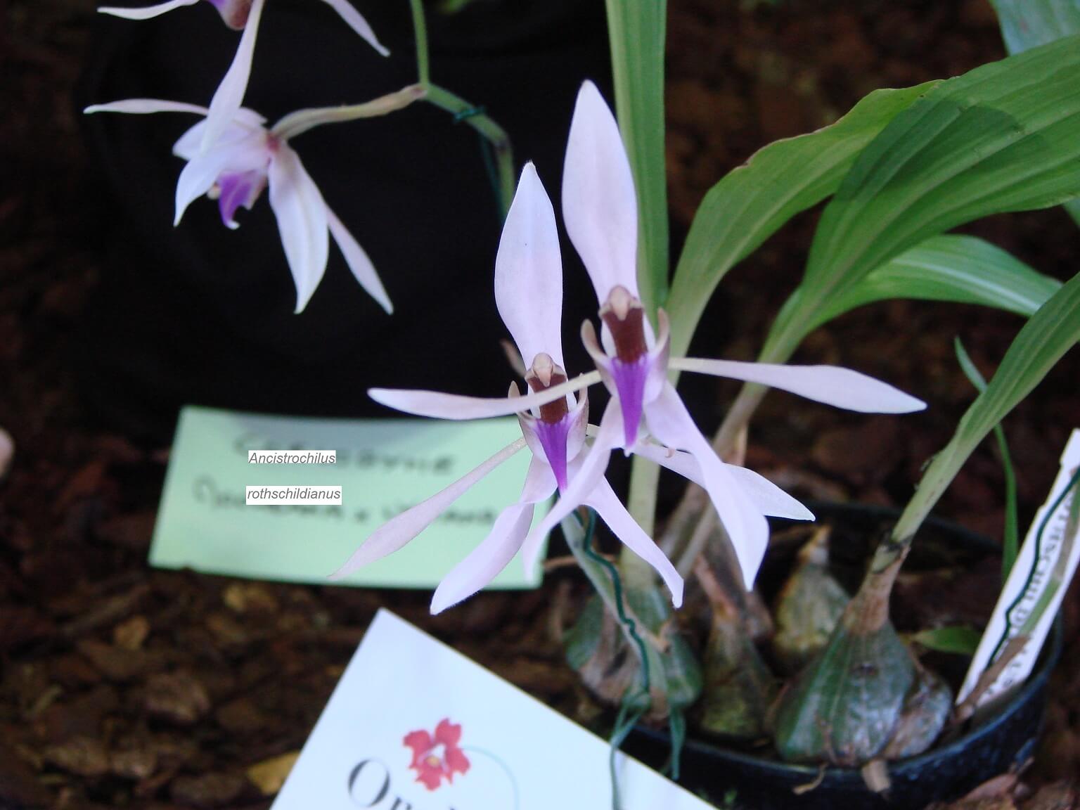 Ancistrochilus rothschildianus