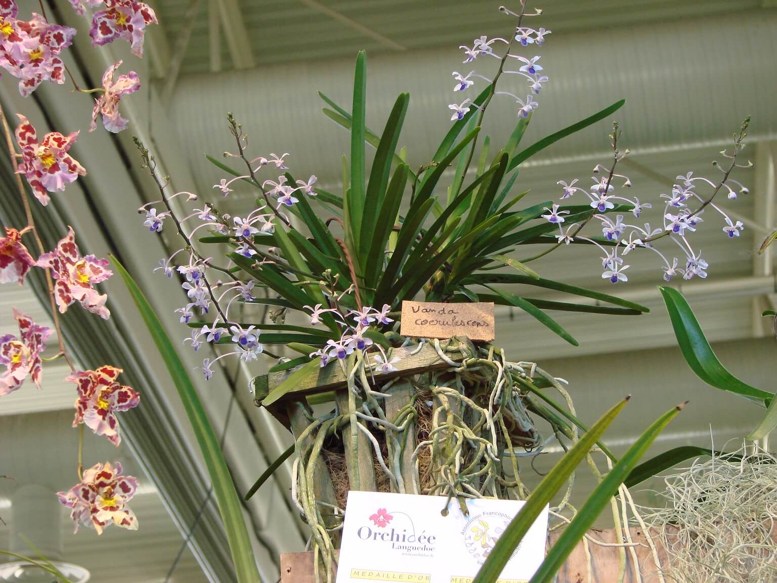 Vanda coerulescens