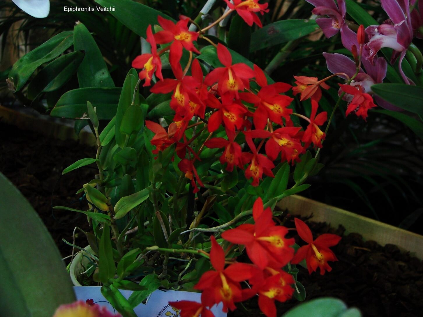 Epiphronitis Veitchii