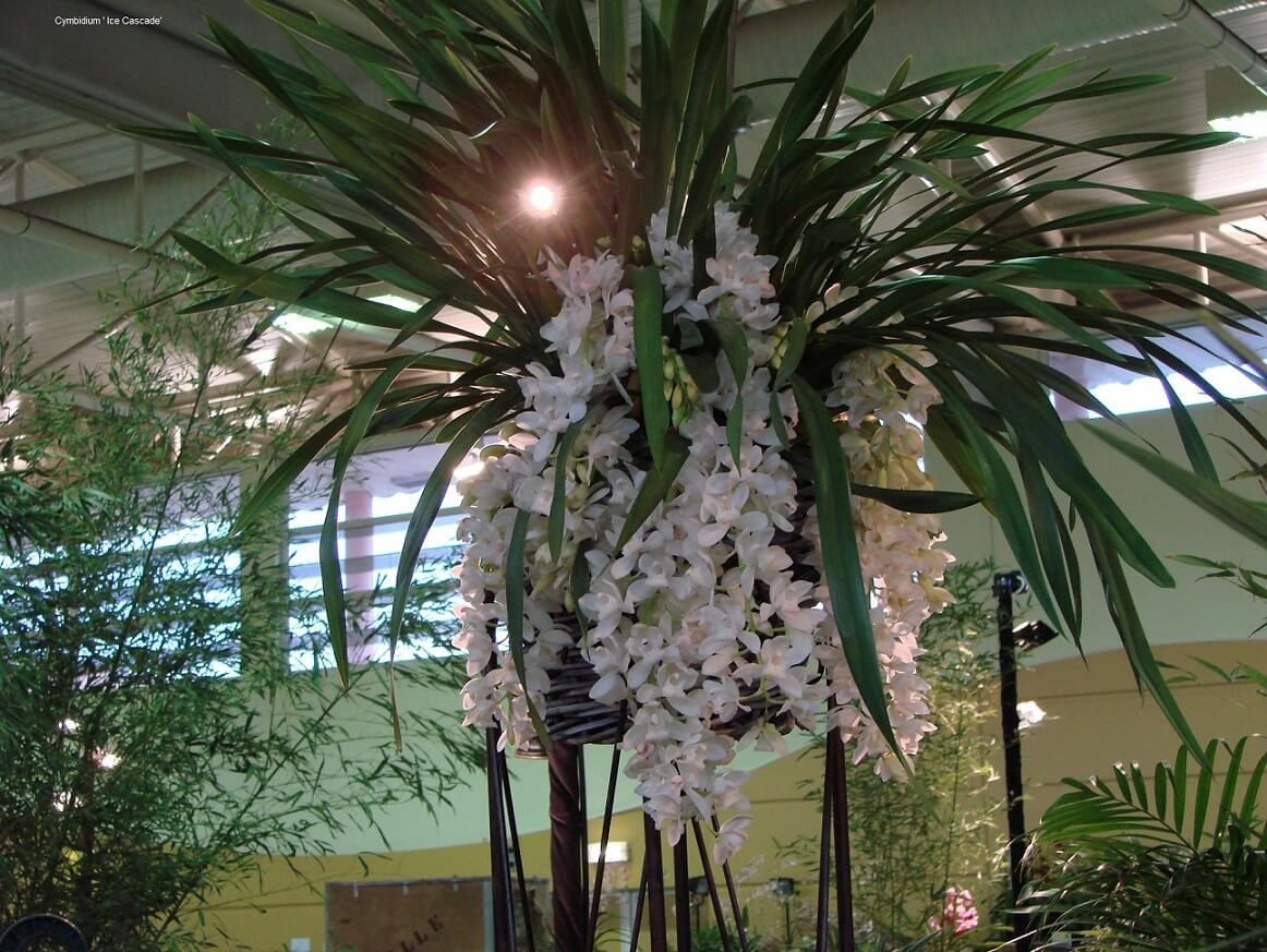 Cymbidium Sarah Jean