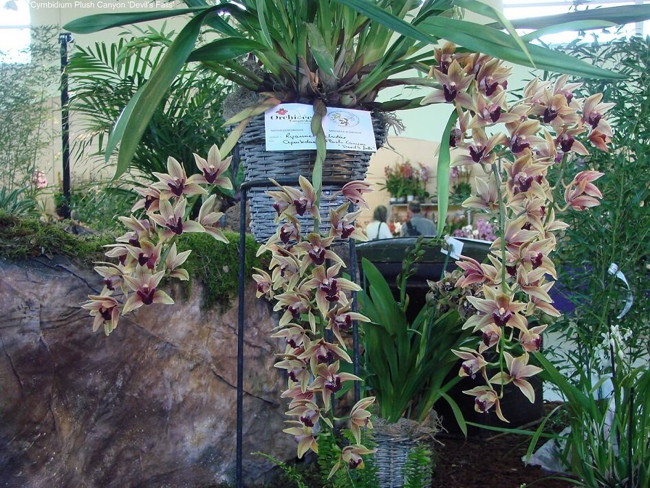 Cymbidium Plush Canyon
