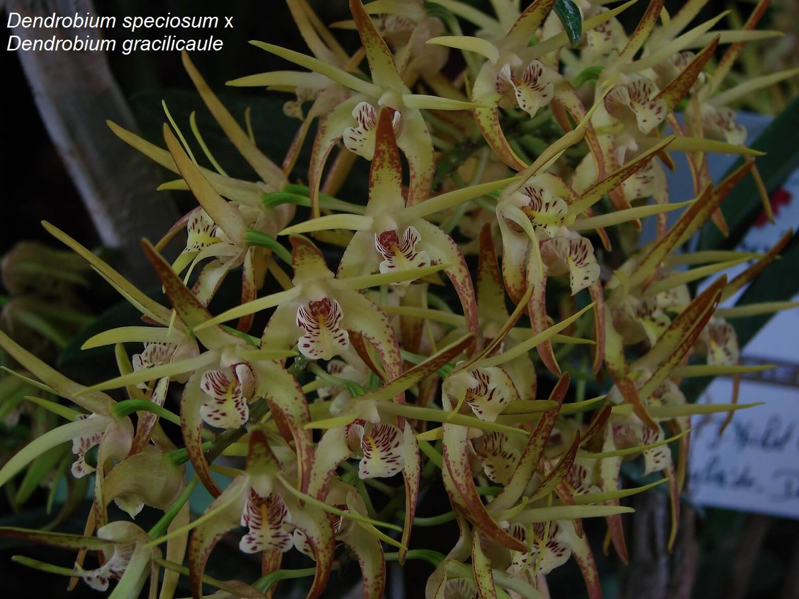 Dendrobium speciosum x Dendrobium gracilicaule