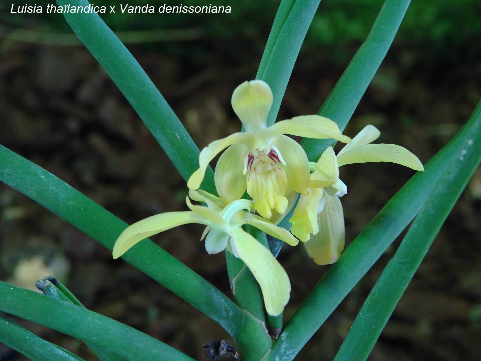 Luisia thaïlandica x Vanda denissoniana