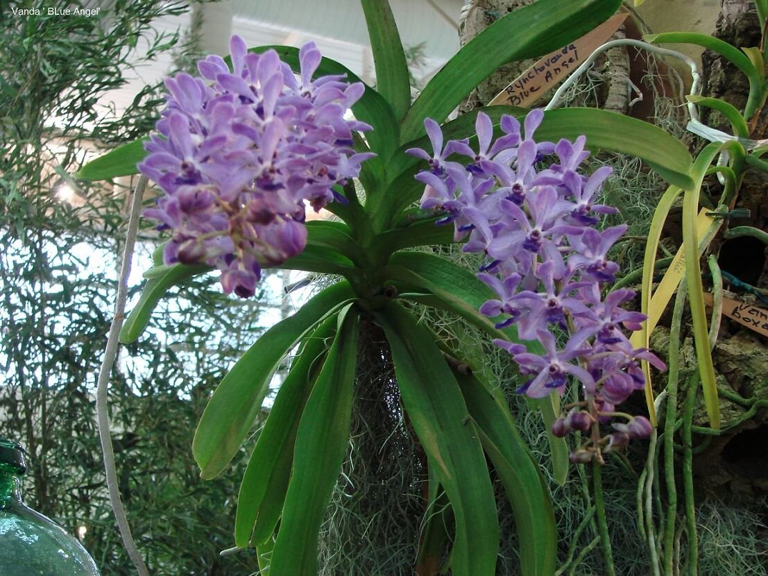 Rhynchovanda ' Blue Angel'