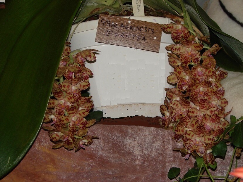 Phalaenopsis gigantea