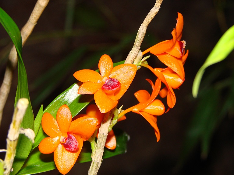 Dendrobium mohlianum