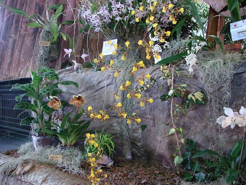 Oncidium hyphaematicum