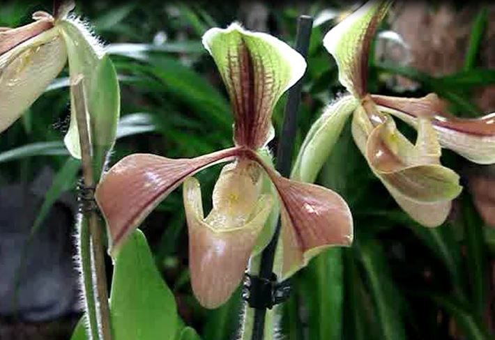 Paphiopedilum villosum