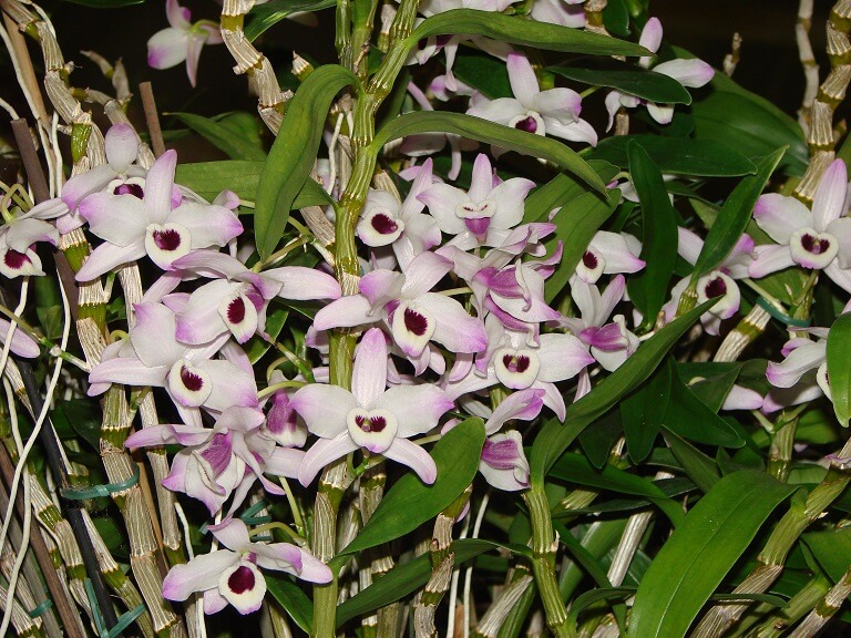 Dendrobium nobile