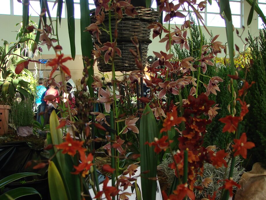 Cymbidium Zipp
