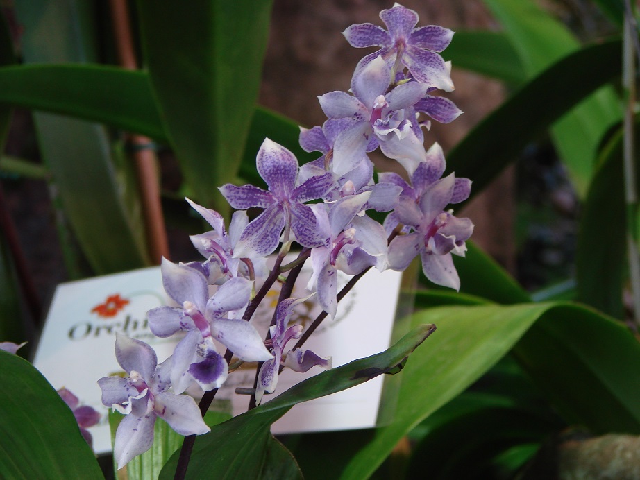 Zygopetalum x Acacalis