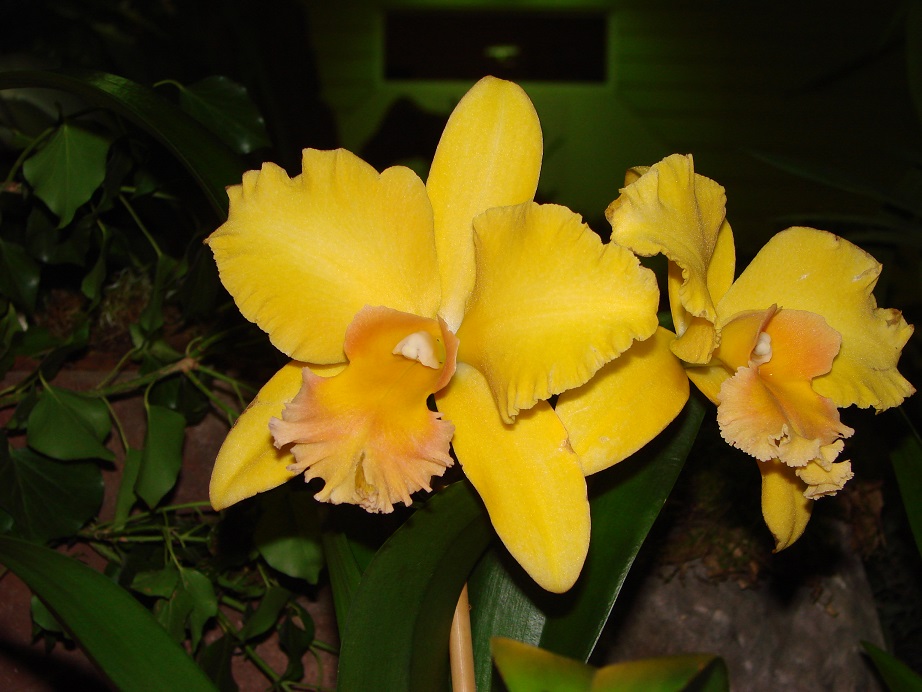 Cattleya (Laeliocattleya) Miva Remi