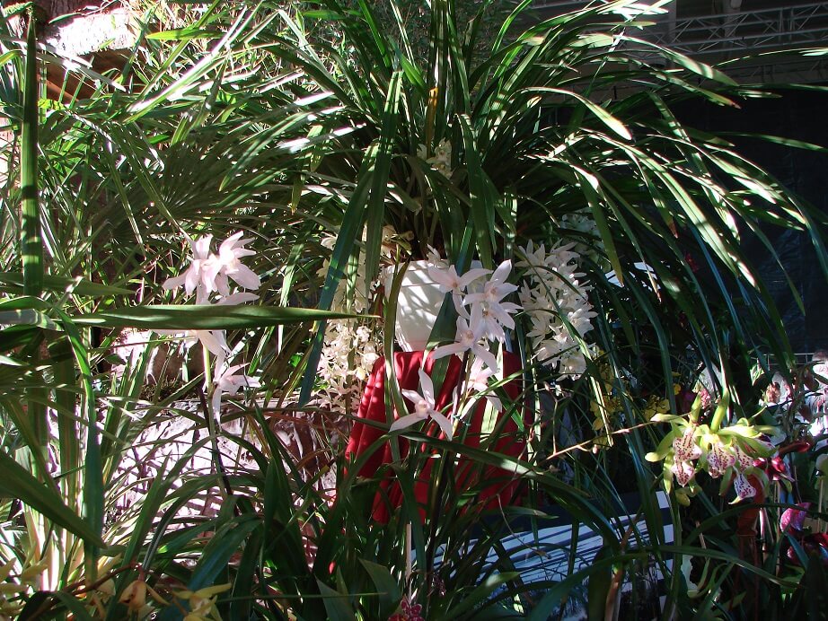 Cymbidium Sarah Jean