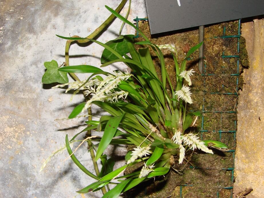 Dendrochilum parvulum