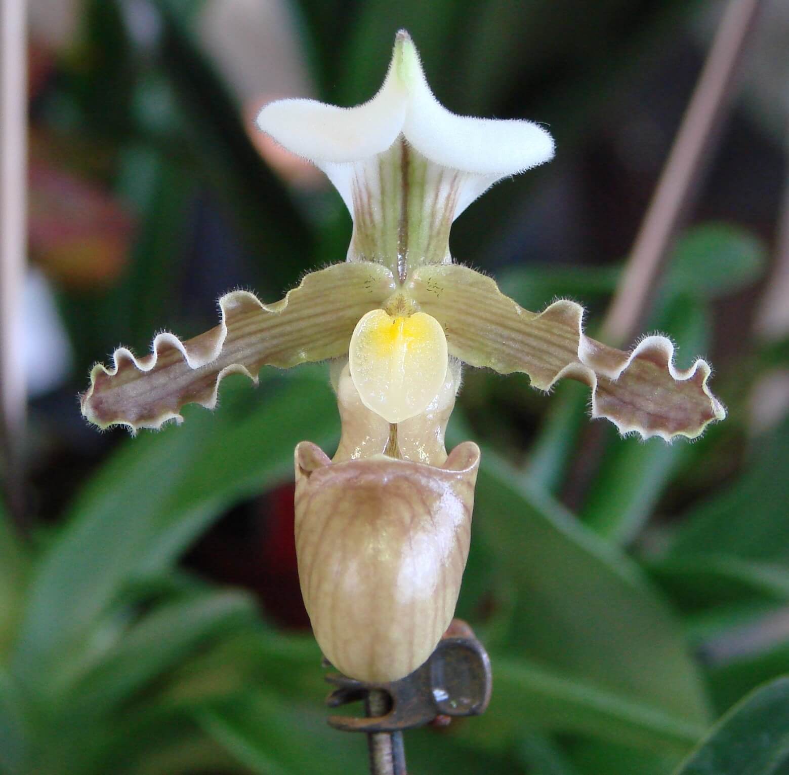 Paphiopedilum tranelianum