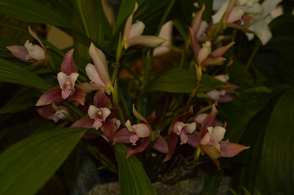 Lycaste lasioglossa x skinneri