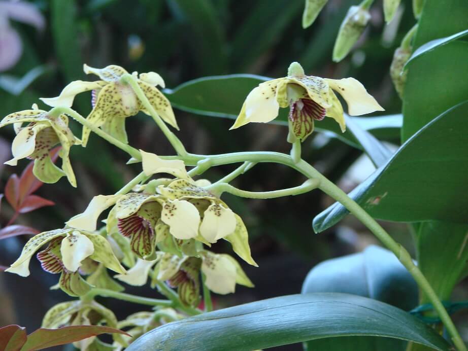 Dendrobium atroviolaceum x macranthum