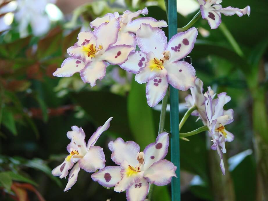 Oncidium Opalescent