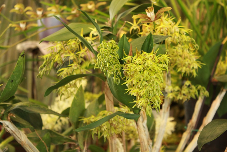 Dendrobium Gracillicum