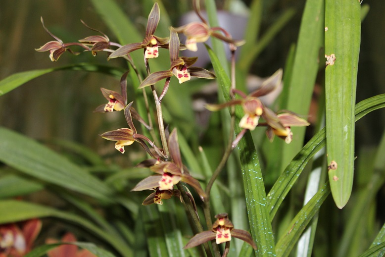 Cymbidium kanran