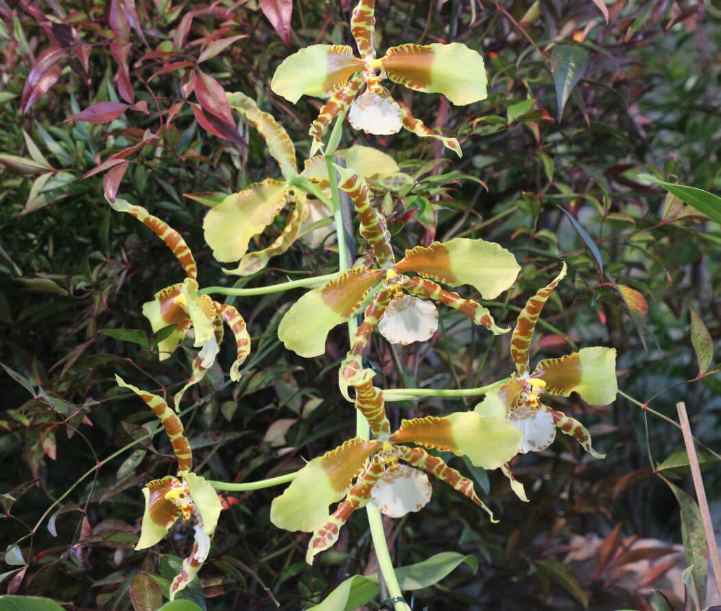 Rossioglossum grande