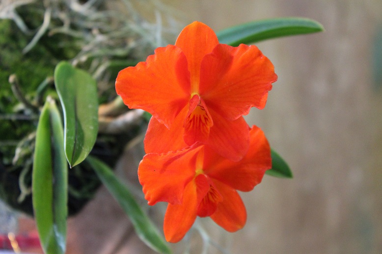 Sophronitis coccinea