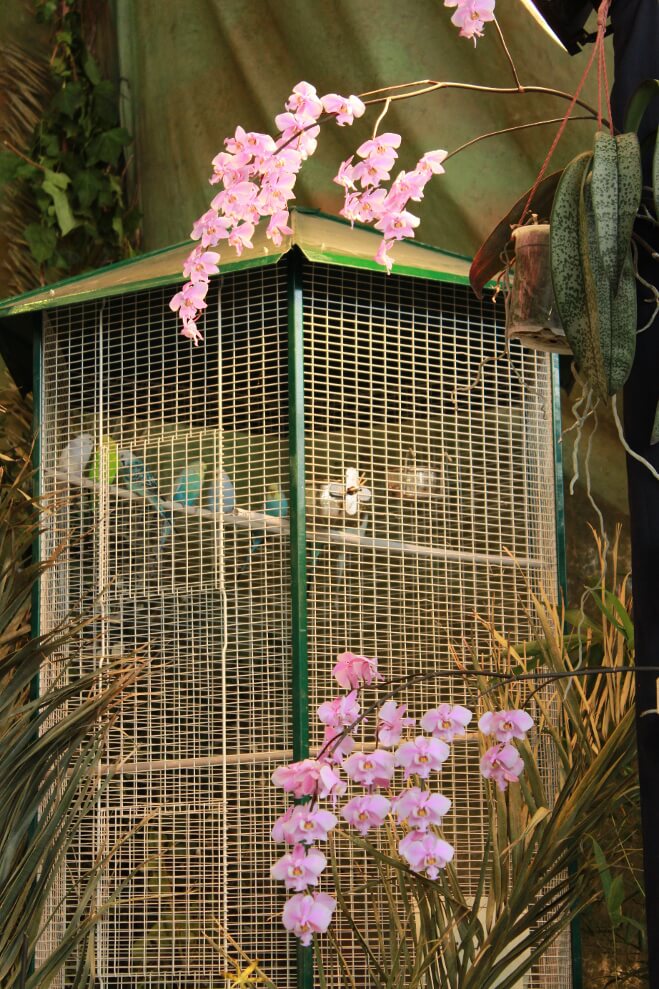 Phalaenopsis schilleriana