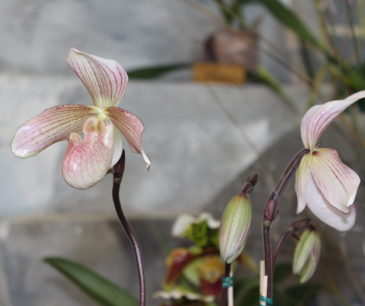 Paphiopedilum Olivia