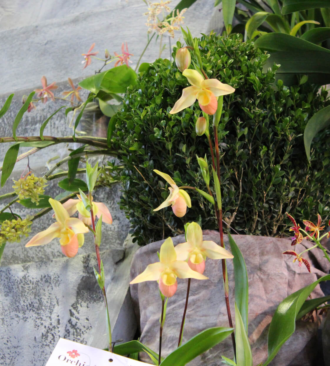 Phragmipedium Eric Young