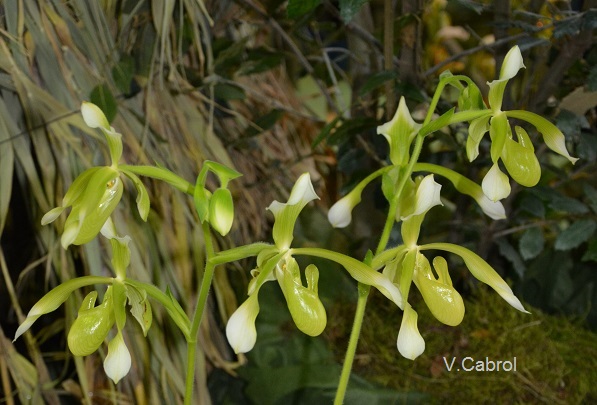 Paphiopedilum haynaldianum fm album