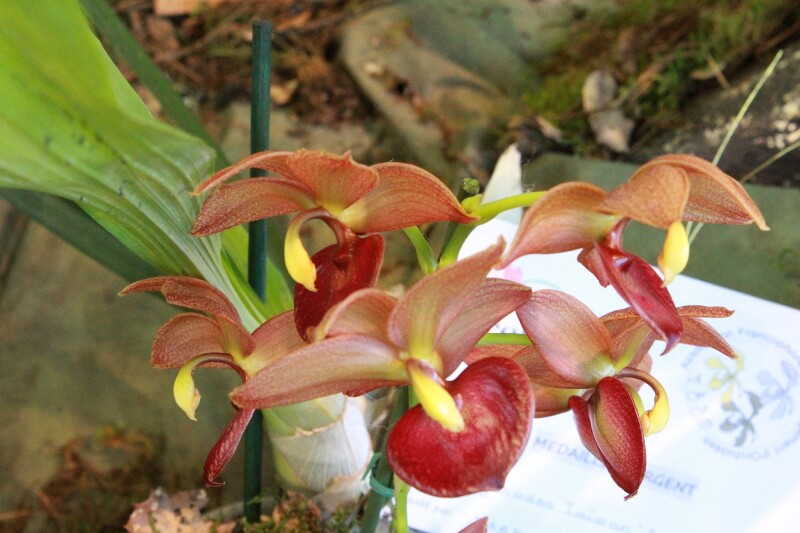 Cycnodes Taiwan Gold