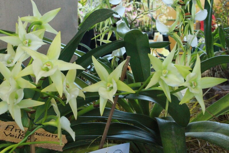 Angraecum Veitchii
