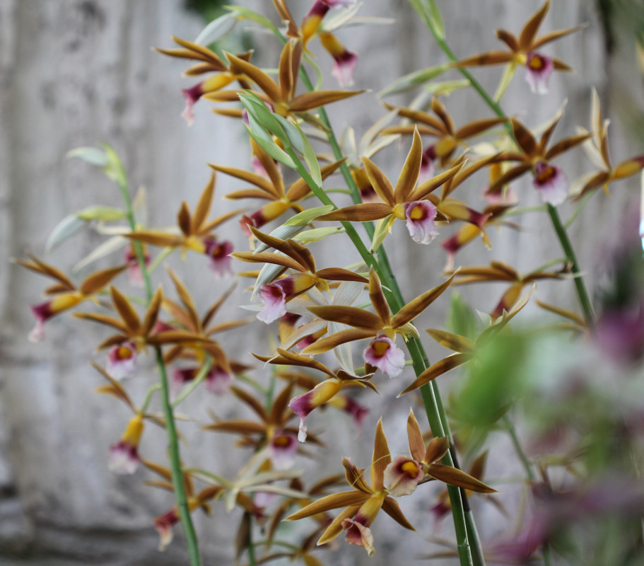 Phaius wallichii