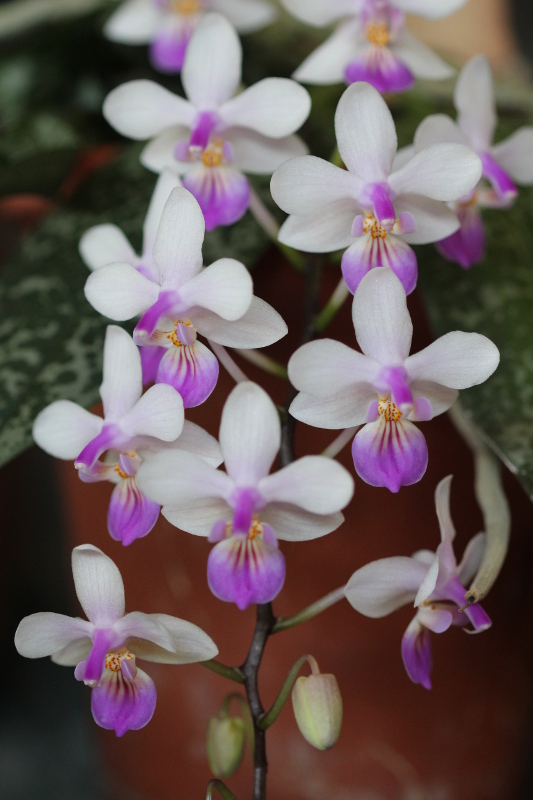 Phalaenopsis lindenii
