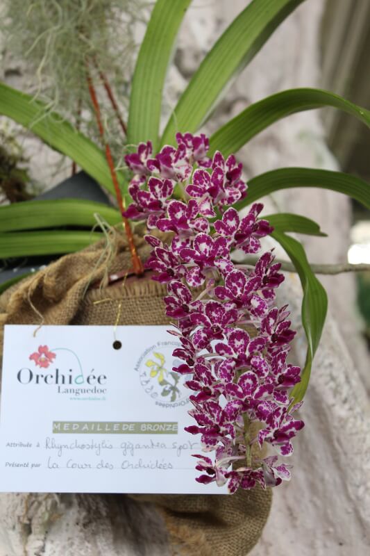 Rhynchostylis gigantea