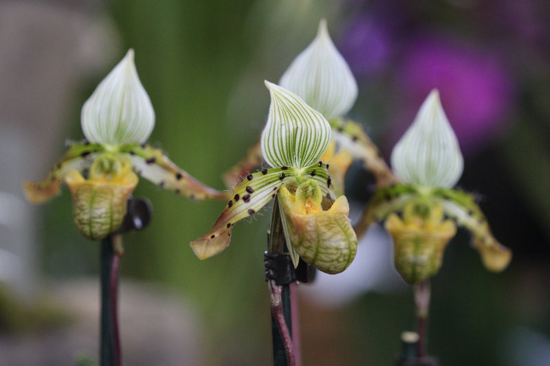Paphiopedilum venustum