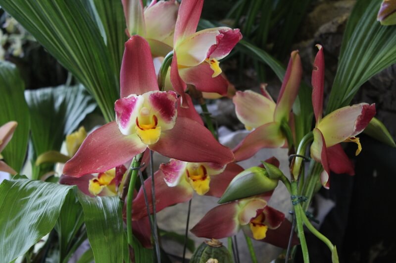 Angulocaste Red Jewel