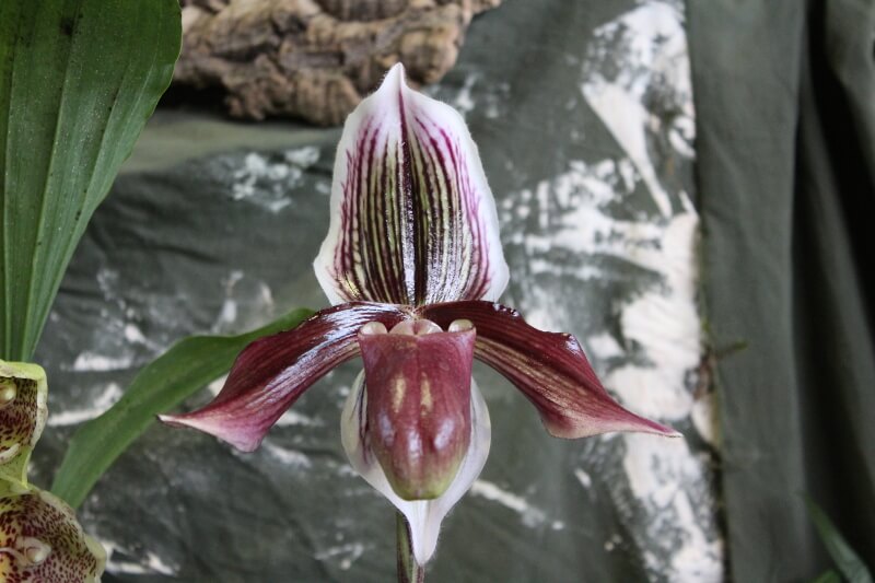 Paphiopedilum Colbert