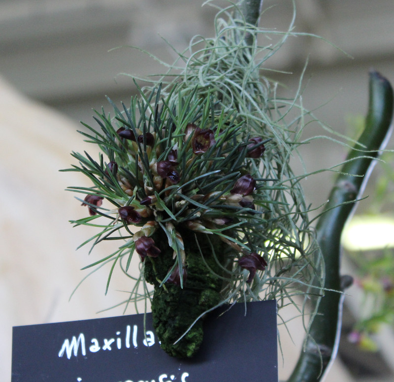 Maxillaria juergensii