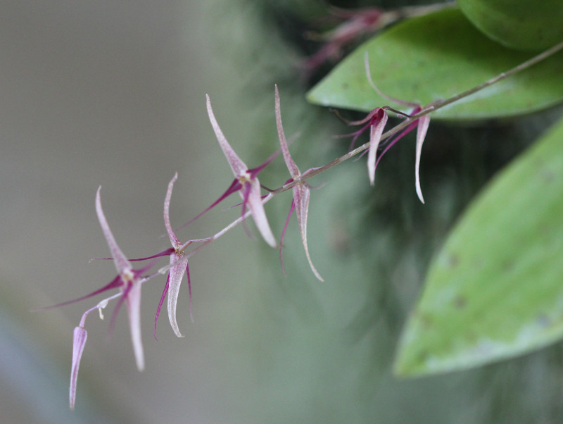 Pleurothallis schweinfurthii